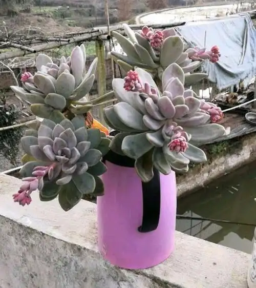 我养的多肉冬美人盆栽开花了需要剪吗?不剪会不会影响冬美人长势