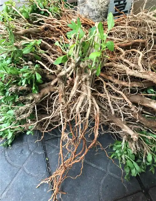 枸杞子野生生地骨皮新鲜枸杞头杞根地辅地节山根狗其他药食同源食品