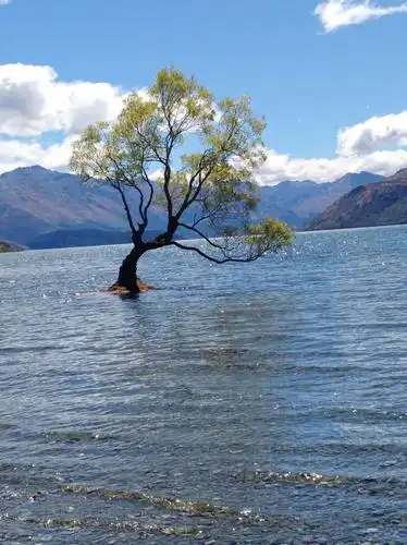 瓦纳卡湖上的孤独树,很美很诗意,也是世界上被拍摄最多的树之一.