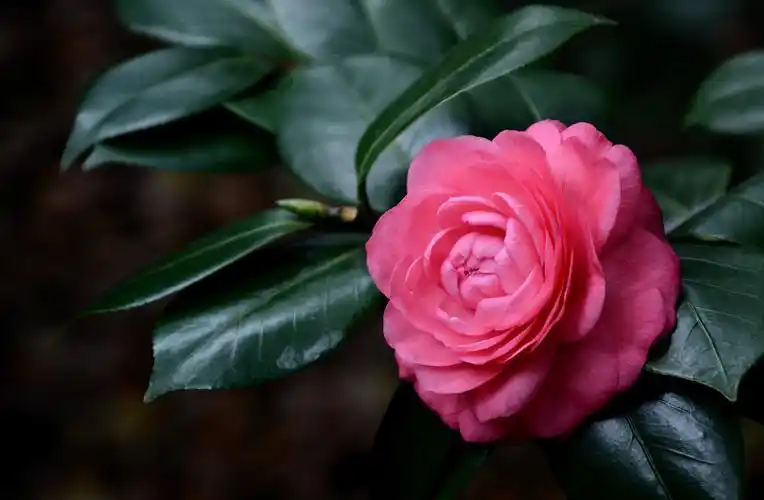 我镜头下最美的花儿山茶花