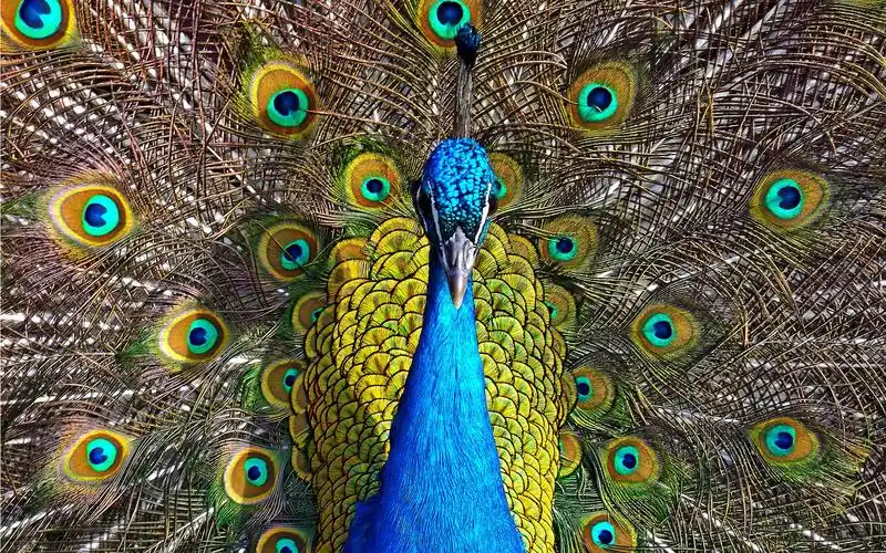 上一张 下一张 2021年牛年新年喜庆高清壁纸图片 标签