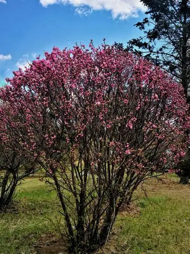 四月盛开小桃红