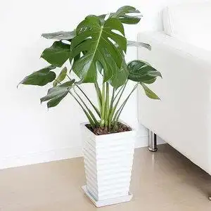 中型绿植室内盆栽植物花卉客厅图片