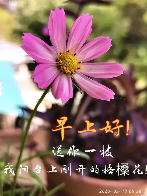 早上好图片1 - 美篇