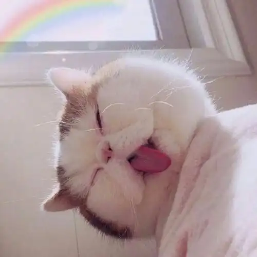 你见过哪些让人看到很舒服的头像?