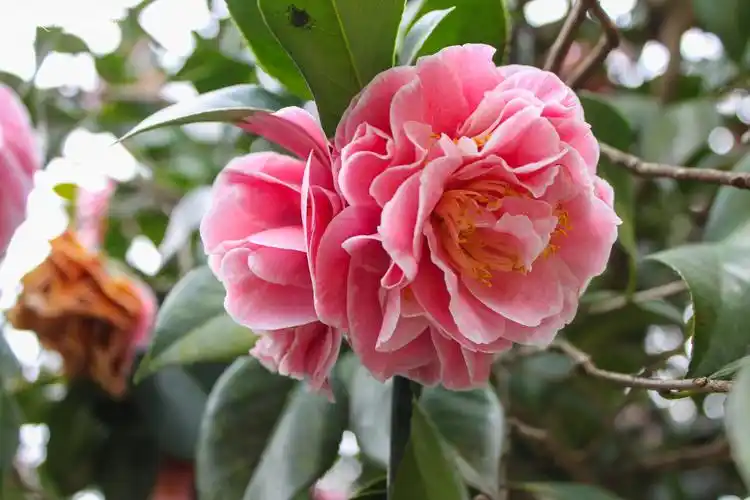 百变花王五色茶花10