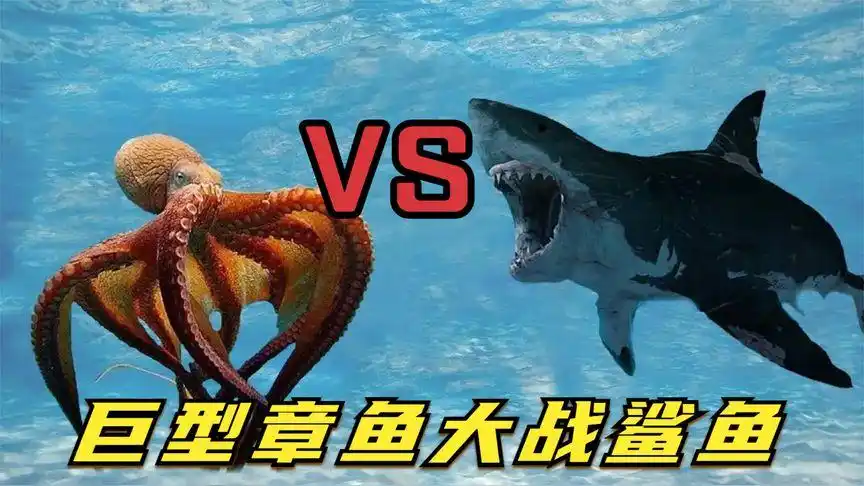 巨型章鱼大战鲨鱼,海底霸王竟被活活吞噬,镜头拍下精彩一幕!