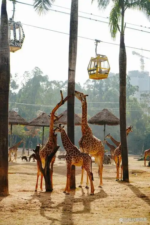 如何一天逛完,广州长隆野生动物园?最全深度游攻略