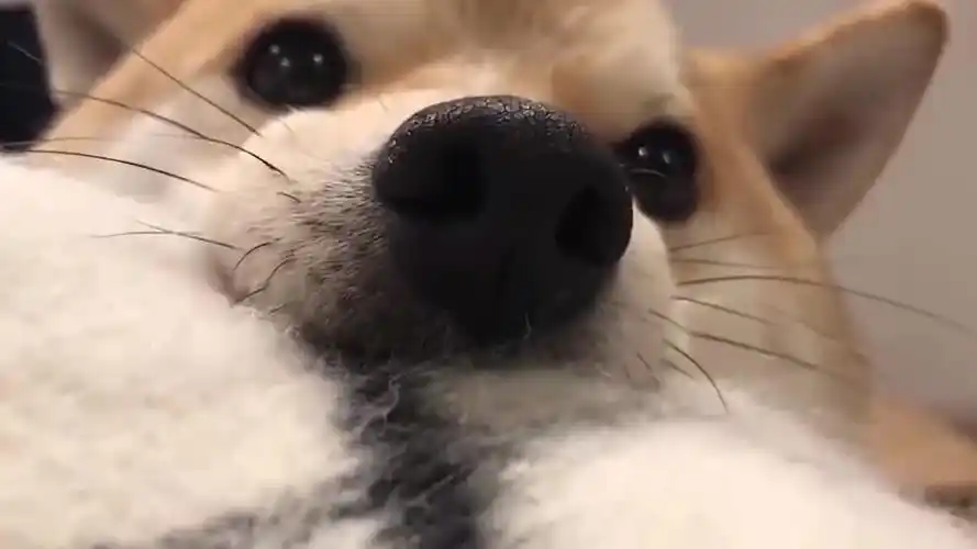 柴犬跑到主人怀里,不停地撒娇粘人,镜头记录全过程