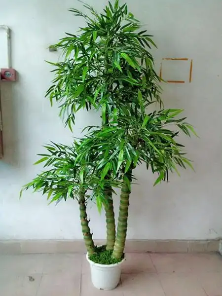 和我们一般见到的竹是不一样的,它的竹节中间部位比较膨大,人称佛肚竹