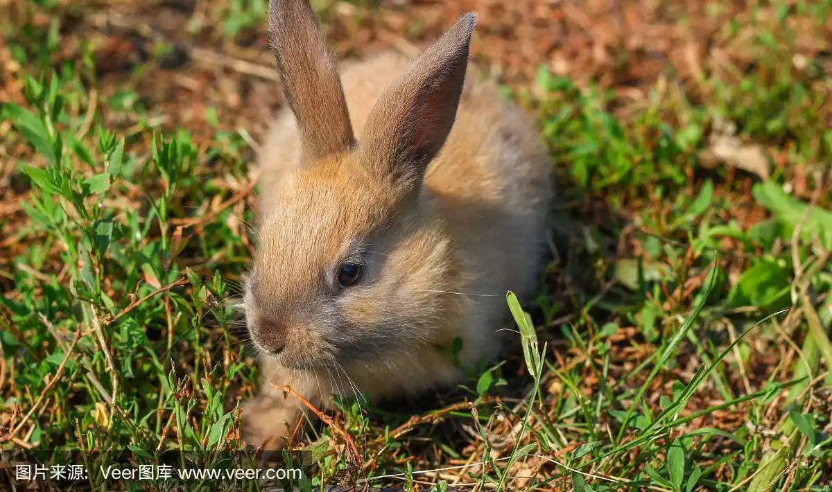 农场里的红毛兔子.红毛野兔在大自然的草地上