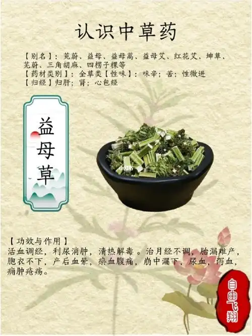 益母草