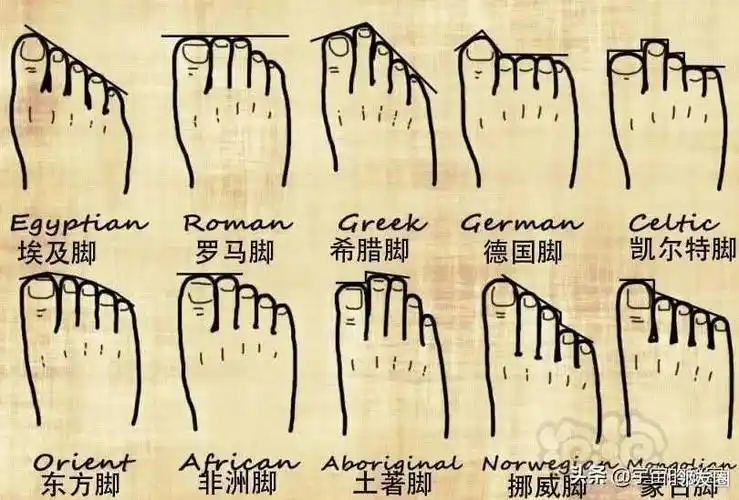老外整理了一个人类脚型集锦,  分别有埃及脚,希腊脚,罗马脚,德国脚