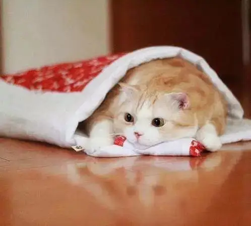 躲在被窝里的喵星人-可爱图片-q友乐园