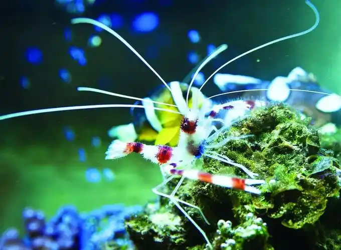 水中维纳斯观赏虾