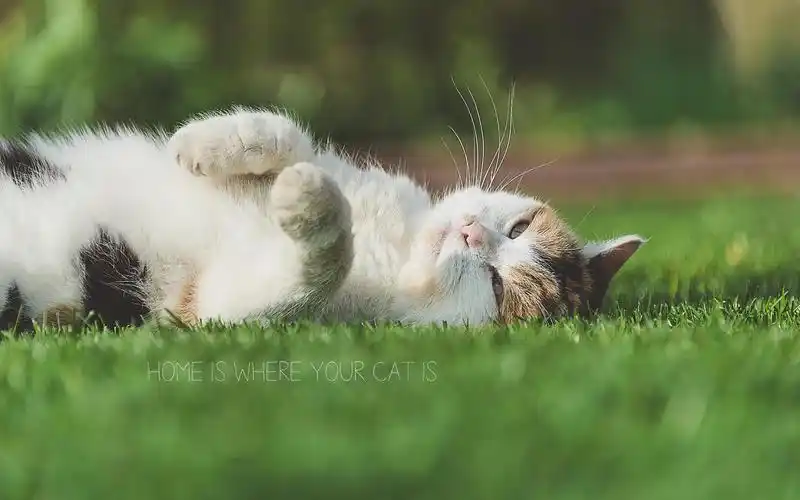 猫,喵星人,懒洋洋,躺着,草地,绿色,舒服,danielwehner,萌宠猫壁纸图片