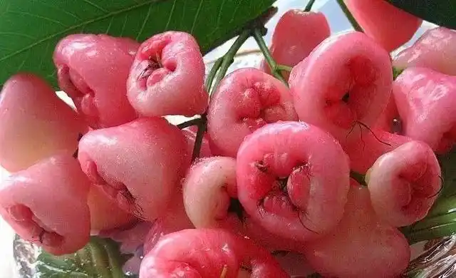 西双版纳这些奇特的水果,作为吃货的你都吃过哪些