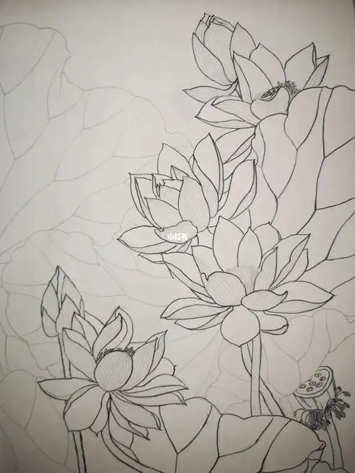工笔画荷花白描作品