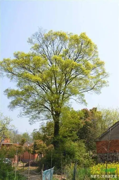 大树底下好乘凉有了院子最好在院子里种一棵庭荫树