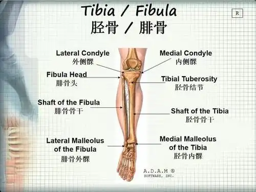 上端膨大称腓骨小头,其内上方有关节面与胫骨的腓关节面相接关节.