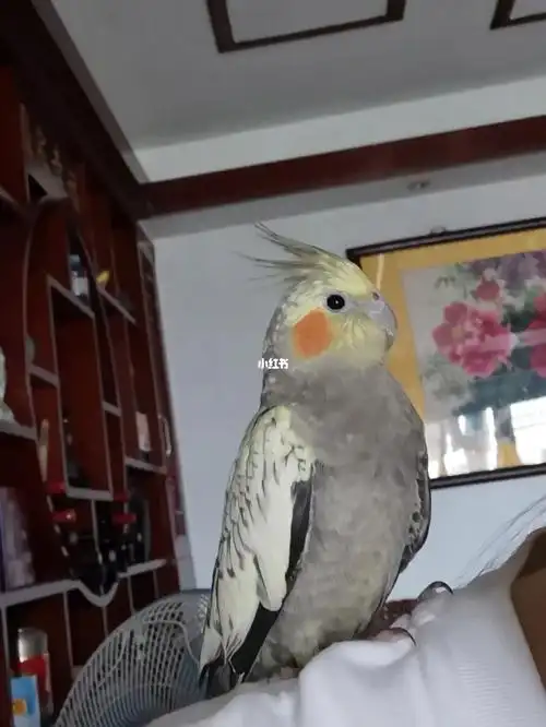 05感谢解答#玄凤鹦鹉  #猜年龄  #鹦鹉