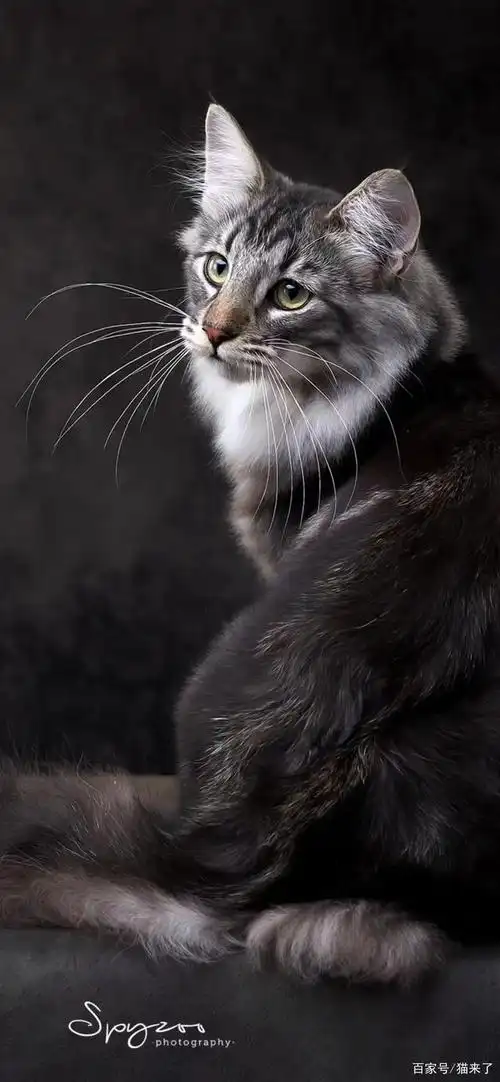 可乐是唯一一只出售繁育的男孩,对挪威森林猫这条血缘的繁育非常重要