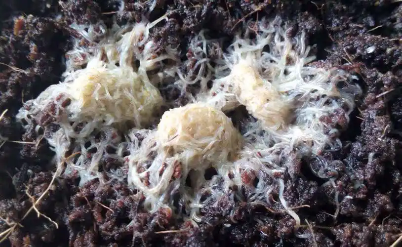 白线虫 格林达尔蠕虫