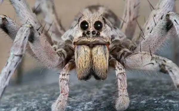 世界上最恐怖的虫类蚊子每年有83万人被叮死