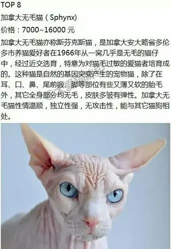 世界上最贵的十种猫