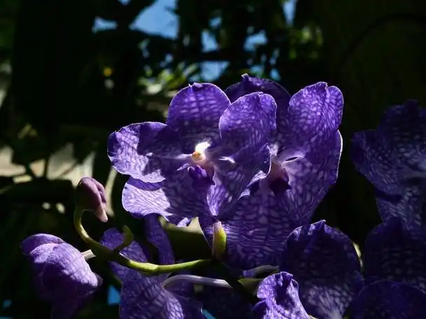 紫罗兰是一种受欢迎的室内和室外植物,以其美丽的花朵和多样的颜色而