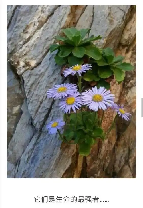 石缝中的坚强与生命