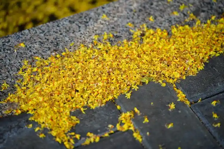 人行道上的栾树落花组图 - 笑影映像 - 图虫