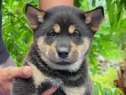 今天找到一只铁包金长相非常好看,基本找不出什么毛病