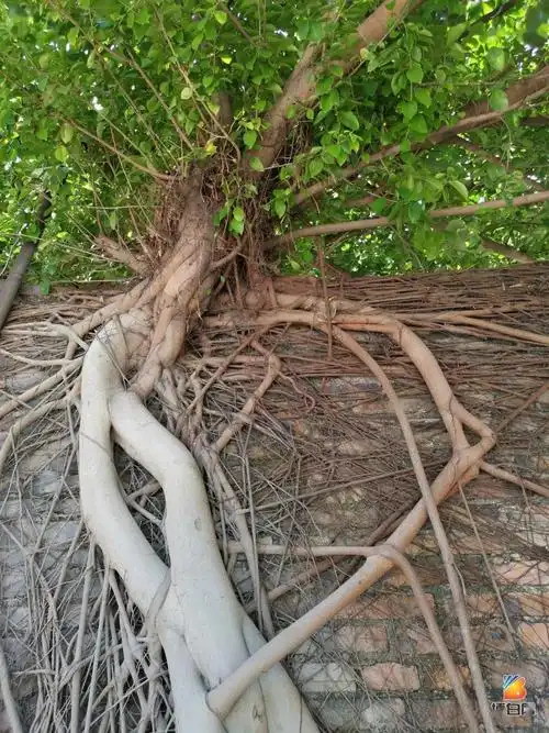 博白这面墙上竟然长了数棵参天大树!_根系