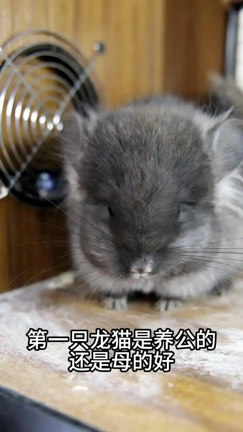 93第一只龙猫,是养公的还是母的好?95