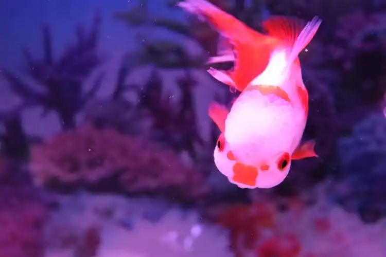 喜庆可爱,有"灵性"的金鱼,恭祝大家:年年有余,好运连连