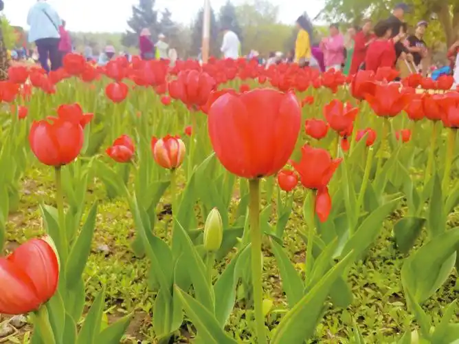 长春公园郁金香盛开
