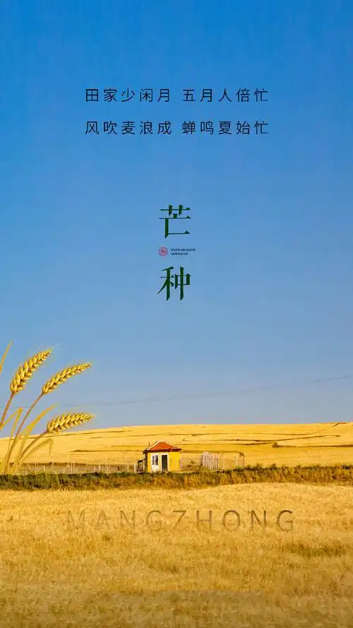 二十四节气芒种图片手机壁纸