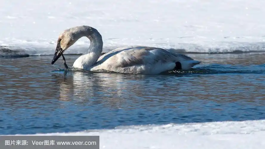 冻土地带天鹅,青蛙,水平画幅,冬天,雪