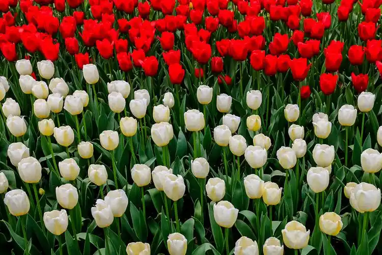 郁金香 洋荷花 草麝香 郁香 荷兰花 草本植物 植物 花卉 摄影 特写
