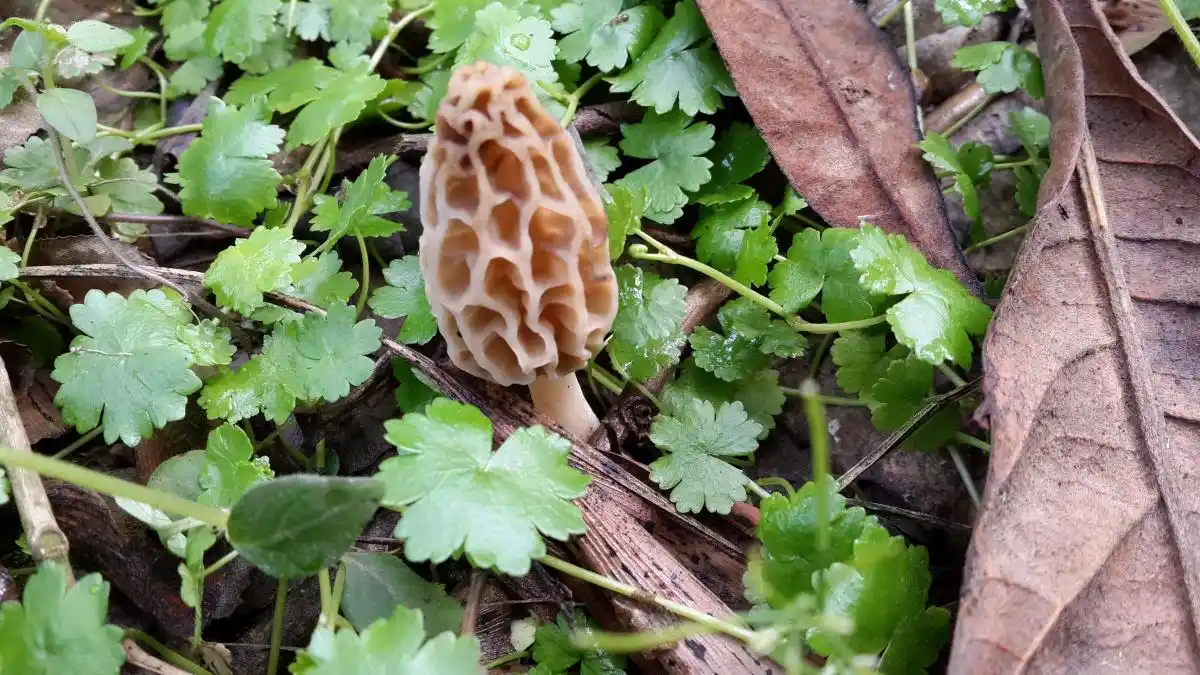 67中国野生羊肚菌的百科知识