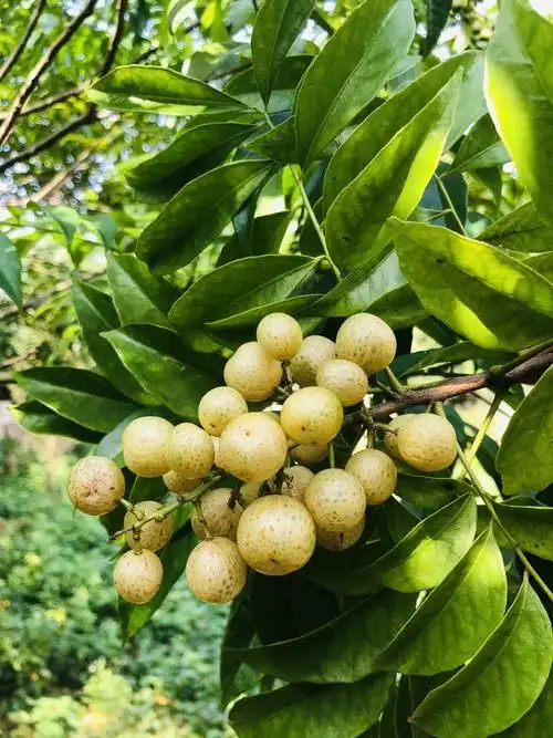 1人做过这道菜麦麦家的麦麦又到了收获山黄皮的季