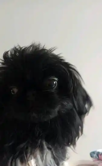 黑色鹰版爆毛小京巴