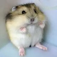 仓鼠头像图片大全可爱【点击鼠标右键下载】