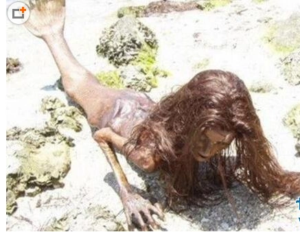 活的美人鱼真身图片