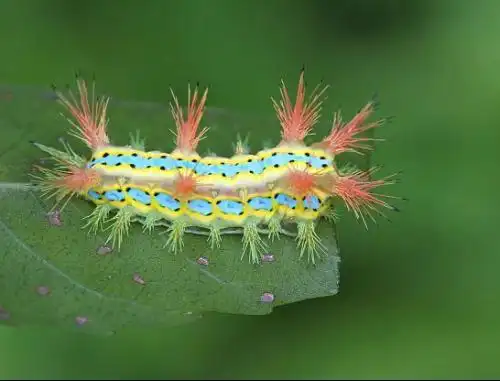 树上蜇人的虫子很多硬毛那种学名叫什么