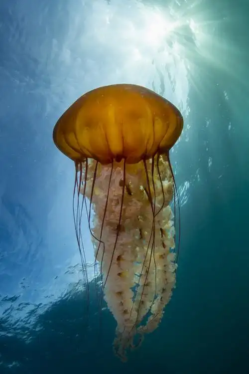 a sea nettle jellyfish drifts by during our sa