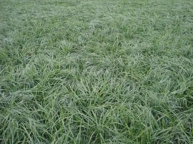 重庆麦冬草重庆麦冬