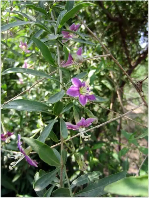 你天天泡着水喝的枸杞开花了见过吗