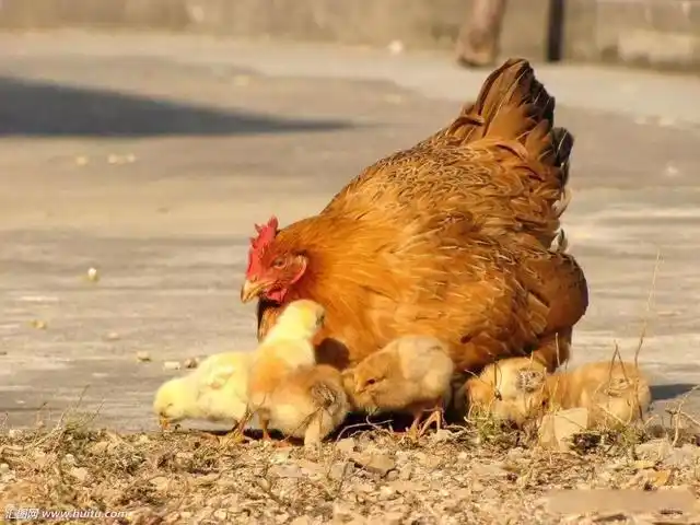 头条创作挑战赛#农历正二月是过去农村里家家户户"老母鸡孵小鸡"的
